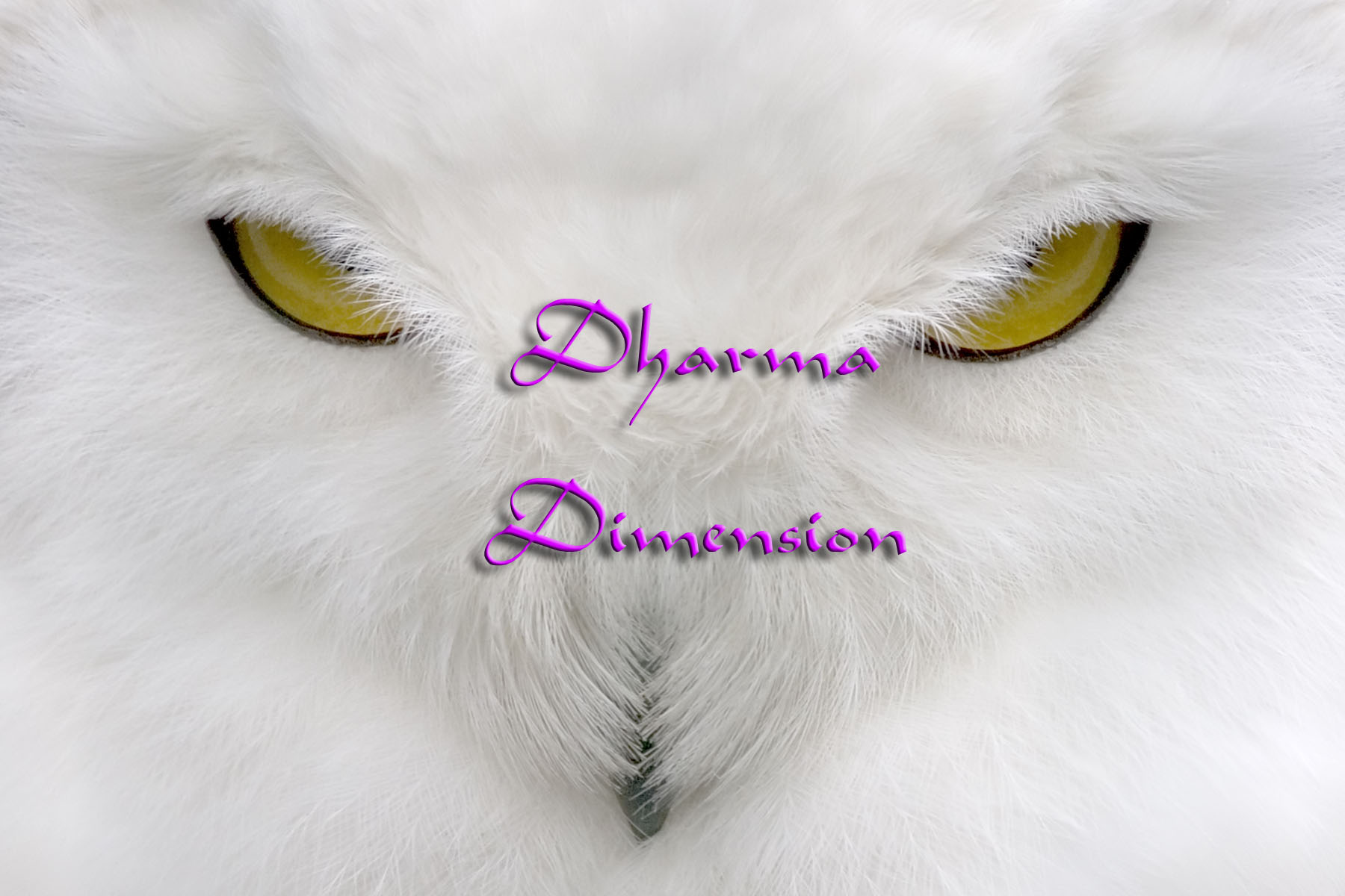DharmaDimension